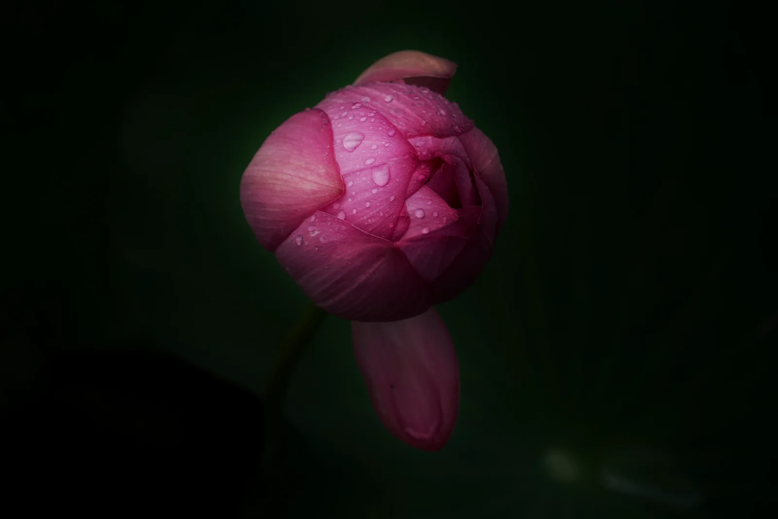 Pink lotus bud with raindrops