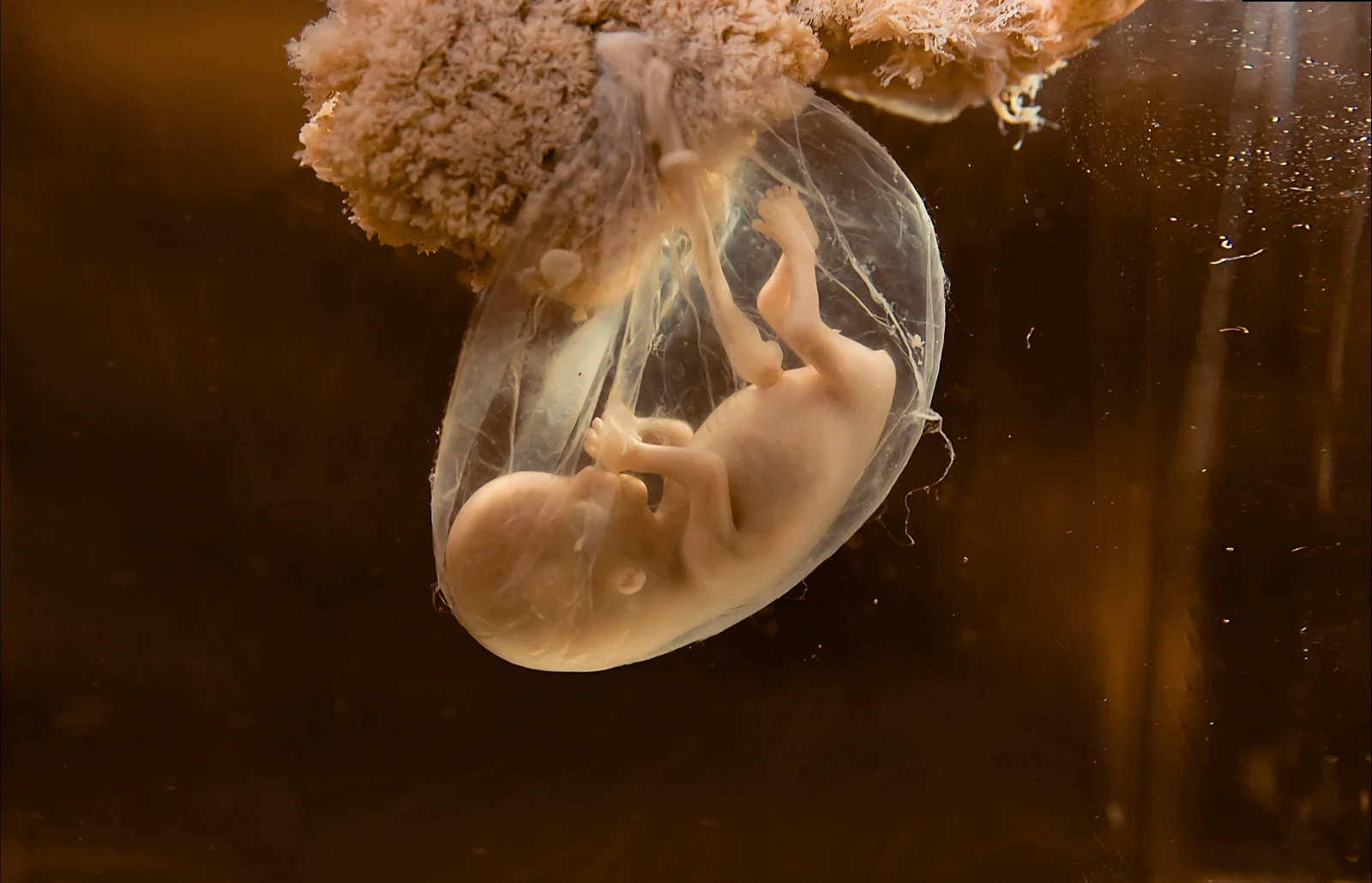 A developing embryo suspended in water