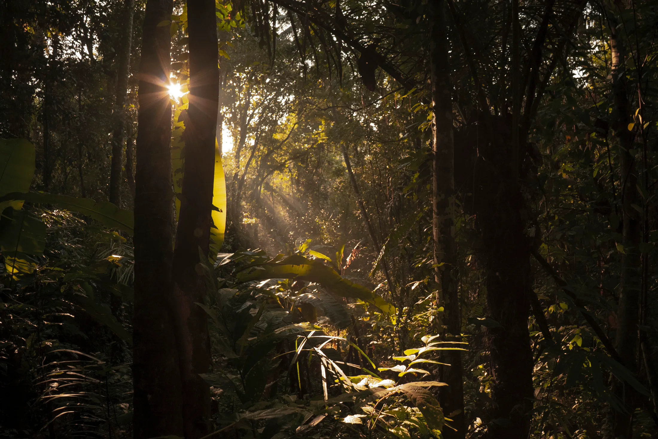 Sunlight filtering through a forest