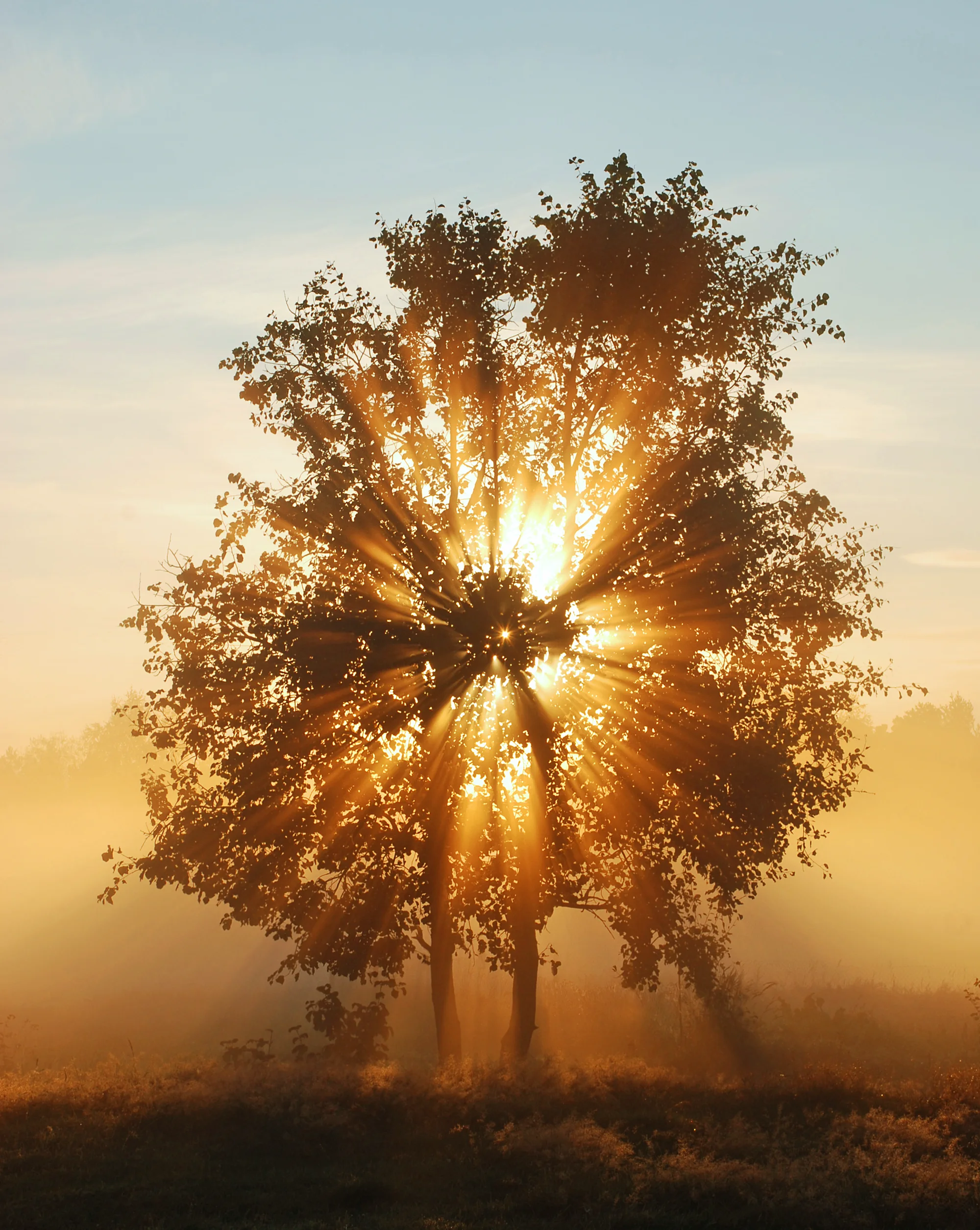 Sunlight shining through a tree